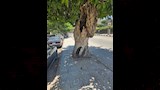 أشجار التين البنجالي المعمرة بالزقازيق (1)