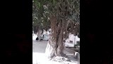 أشجار التين البنجالي المعمرة بالزقازيق (4)