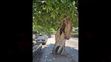 أشجار التين البنجالي المعمرة بالزقازيق (2)