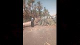 سقوط نخلة يعطل حركة المرور
