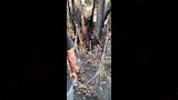 تفحم بقايا أخشاب وبوص
