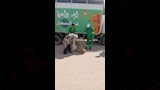 حملة بالدقهلية لمواجهة الكلاب الضالة (5)