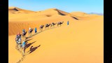 الجمل
