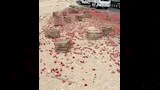 انقلاب سيارة محملة بمحصول الطماطم (2)