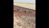 انقلاب سيارة محملة بمحصول الطماطم (5)
