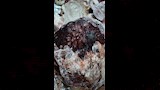 ضبط طن ونصف لحوم وكبدة فاسدة في حملة مكبرة بشبين القناطر (1)