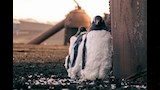 طيور البطريق جنتو في جزيرة ديسبشن بالقرب من شبه جزيرة أنتاركتيكا. حائزة على الميدالية الفضية في فئة الطيور الحضرية.  رومان باراتس  مصور الطيور للعام