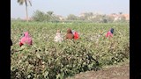 افتتاح موسم جني القطن في بني سويف (5)
