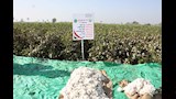افتتاح موسم جني القطن في بني سويف (6)