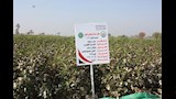 افتتاح موسم جني القطن في بني سويف (7)
