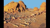وادي الحيتان (7)