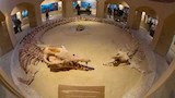 وادي الحيتان (2)