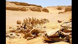 وادي الحيتان (17)