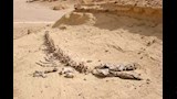 وادي الحيتان (13)