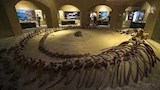 وادي الحيتان (10)