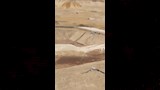 تسليم مدفني إدفا وجهينة بسوهاج