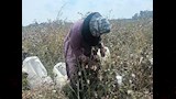  37 ألف فدان تستعد لجني محصول القطن (1)