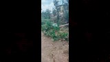 ماسوره تستخدم بديلا لكوبري مشاة_6
