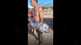 سمكة يوم القيامة1