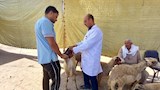 بيطري الدقهلية يطلق قافلة علاجية بقرية البشنيني (3)