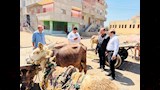 بيطري الدقهلية يطلق قافلة علاجية بقرية البشنيني (4)