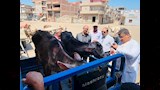 بيطري الدقهلية يطلق قافلة علاجية بقرية البشنيني (5)