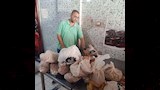 اللحوم والأسماك الفاسدة في المنيا (1)