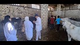 تكثيف التحصينات والمتابعة الميدانية بالمراكز والقرى لتعزيز المناعة والوقاية من الأمراض الوبائية (1)