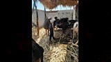 تحصين 32 ألفًا و239 رأس ماشية خلال الأسبوع الأول من الحملة القومية ضد الحمى القلاعية والوادي المتصدع (11)_12