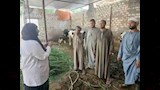 تحصين 32 ألفًا و239 رأس ماشية خلال الأسبوع الأول من الحملة القومية ضد الحمى القلاعية والوادي المتصدع (21)_22