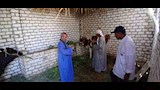 تحصين 32 ألفًا و239 رأس ماشية خلال الأسبوع الأول من الحملة القومية ضد الحمى القلاعية والوادي المتصدع (1) - Copy_1