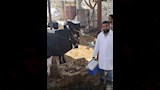 الطب البيطري