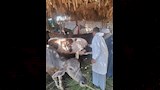 الطب البيطري