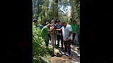 تجميل وتشجير ميدان المدرسة الأمريكية بالمعادي  (4)