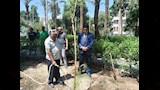 تجميل وتشجير ميدان المدرسة الأمريكية بالمعادي  (2)