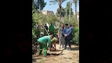 تجميل وتشجير ميدان المدرسة الأمريكية بالمعادي  (8)