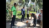 تجميل وتشجير ميدان المدرسة الأمريكية بالمعادي  (10)