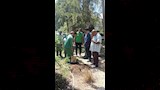 تجميل وتشجير ميدان المدرسة الأمريكية بالمعادي  (15)