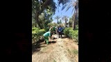تجميل وتشجير ميدان المدرسة الأمريكية بالمعادي  (13)