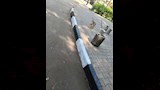 تجميل وتشجير ميدان المدرسة الأمريكية بالمعادي  (17)