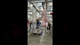 بدء التشغيل التجريبي لمجزر العزب بالفيوم