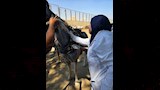  بطولة الفروسية