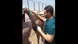  بطولة الفروسية