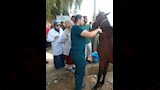  بطولة الفروسية