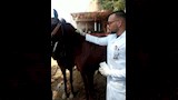  بطولة الفروسية