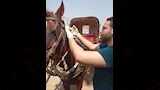  بطولة الفروسية