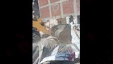 حملة إزالة مكبرة شرق الإسكندرية (1)