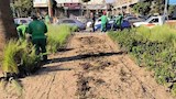 تشجير شارع إبراهيم أبو النجا (6)