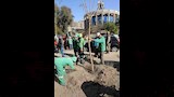تشجير شارع إبراهيم أبو النجا (10)