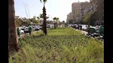 تشجير شارع إبراهيم أبو النجا (7)